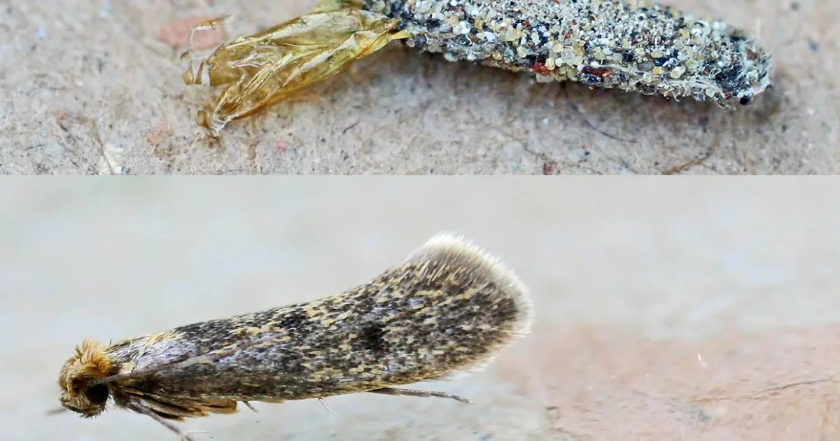 O curioso inseto que aparece nas paredes e nos tetos da casa: você sabe o que é?