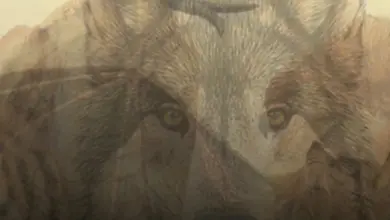 O Primeiro Animal que Você Enxergar Nesta Imagem Pode Revelar Traços da Sua Personalidade: Faça o Teste!