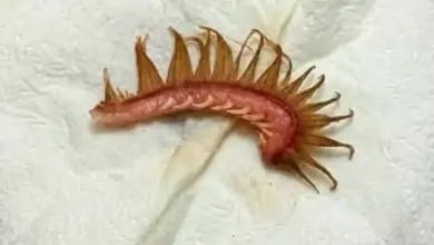 O que é essa criatura encontrada no pelo do cachorro? A imagem deixou muita gente intrigada