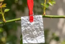 Pendure Papel-Alumínio em um Galho e Descubra Por Que Esse Truque Chama a Atenção de Quem Cuida de Plantas
