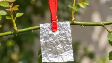Pendure Papel-Alumínio em um Galho e Descubra Por Que Esse Truque Chama a Atenção de Quem Cuida de Plantas