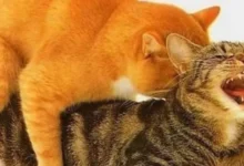 Por que os gatos gritam tanto durante o acasalamento?