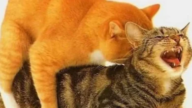Por que os gatos gritam tanto durante o acasalamento?