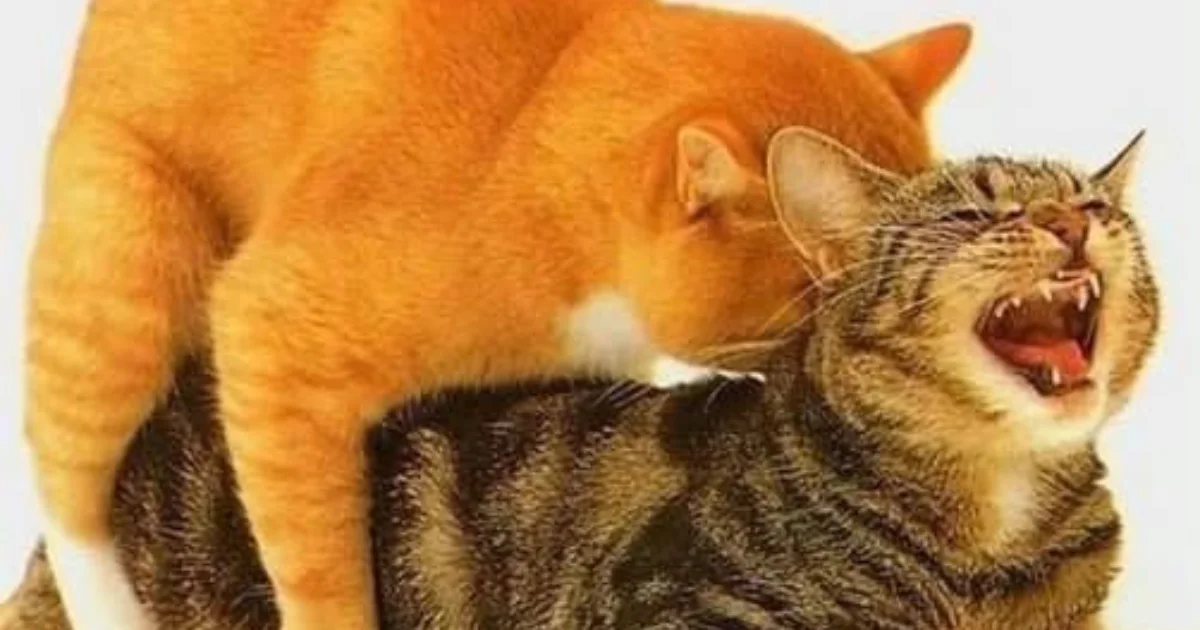 Por que os gatos gritam tanto durante o acasalamento?