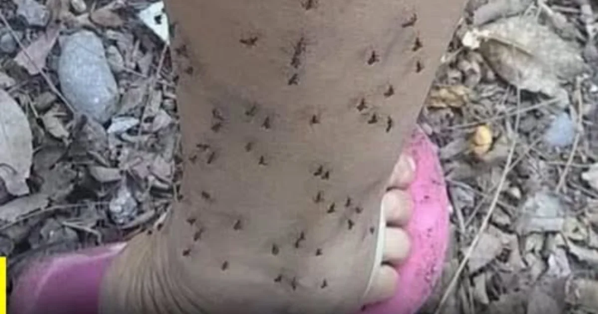 Por que os mosquitos picam algumas pessoas mais do que outras? A explicação pode surpreender
