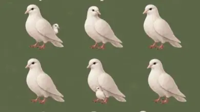 Quantas pombas você consegue ver? Escolha uma opção e descubra o que ela pode dizer sobre seu jeito de ser