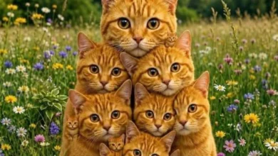 Quantos gatos você consegue encontrar? A ilusão de ótica viral que está deixando a internet maluca