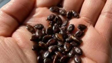 “Receita” natural para eliminar células cancerígenas? Entenda o que realmente a ciência diz