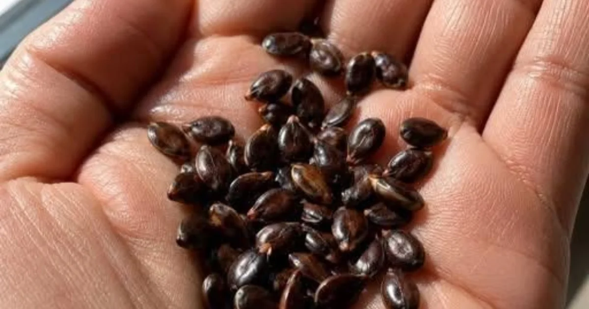 “Receita” natural para eliminar células cancerígenas? Entenda o que realmente a ciência diz