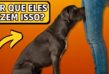 Se um cão cheira suas partes íntimas, isso significa alguma coisa?