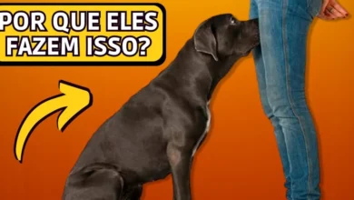 Se um cão cheira suas partes íntimas, isso significa alguma coisa?