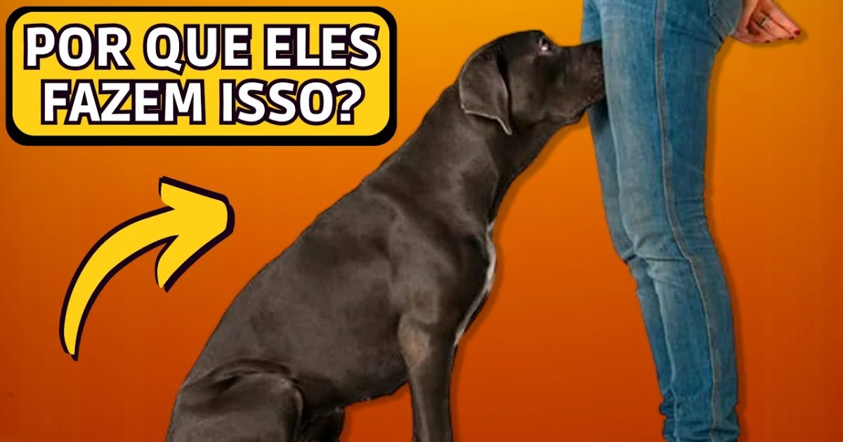 Se um cão cheira suas partes íntimas, isso significa alguma coisa?