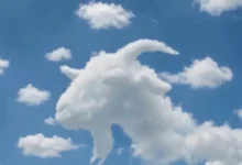 Tartaruga ou camelo: o que você vê primeiro nesta ilusão visual?