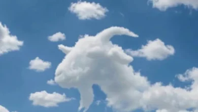 Tartaruga ou camelo: o que você vê primeiro nesta ilusão visual?