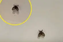 Tem essa mosquinha no banheiro? Veja o que ela pode estar indicando