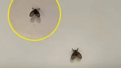 Tem essa mosquinha no banheiro? Veja o que ela pode estar indicando