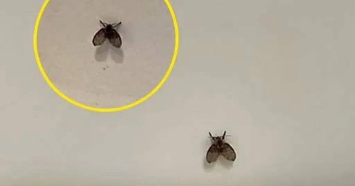 Tem essa mosquinha no banheiro? Veja o que ela pode estar indicando