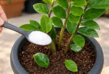 Uma colher desse ingrediente pode ajudar suas plantas a crescerem mais bonitas e saudáveis
