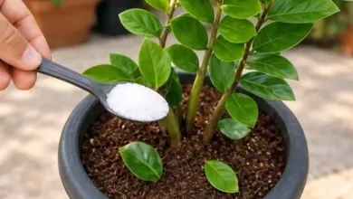 Uma colher desse ingrediente pode ajudar suas plantas a crescerem mais bonitas e saudáveis