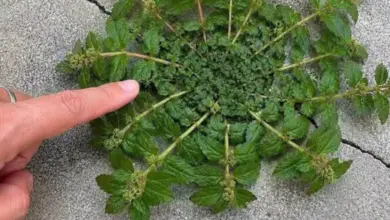 Uma Única Folha Desta Planta Pode Valer Ouro se Você Souber Reconhecê-la e Entender Seus Usos