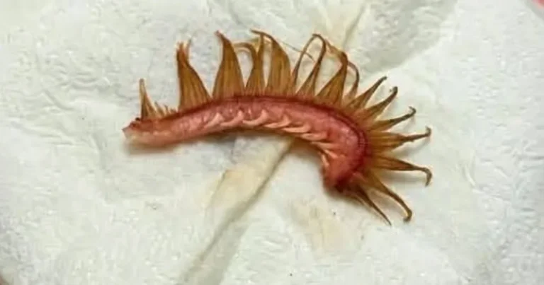 Você sabe o que é isso? Estrutura encontrada no pelo de um cachorro chama atenção durante uma caminhada