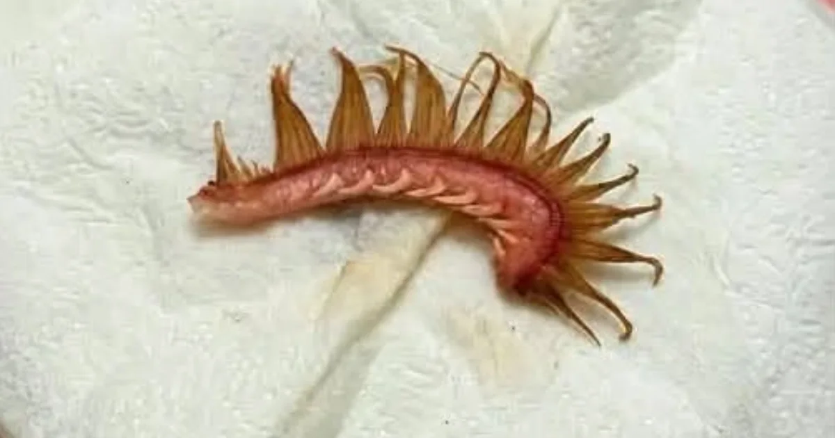 Você sabe o que é isso? Estrutura encontrada no pelo de um cachorro chama atenção durante uma caminhada