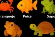 Caranguejo, peixe, sapo ou tartaruga? Escolha o diferente e descubra o que esse teste diz sobre sua personalidade