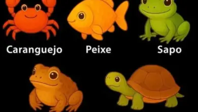 Caranguejo, peixe, sapo ou tartaruga? Escolha o diferente e descubra o que esse teste diz sobre sua personalidade