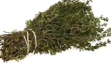 Conheça a planta aromática que ganhou fama por seus possíveis benefícios