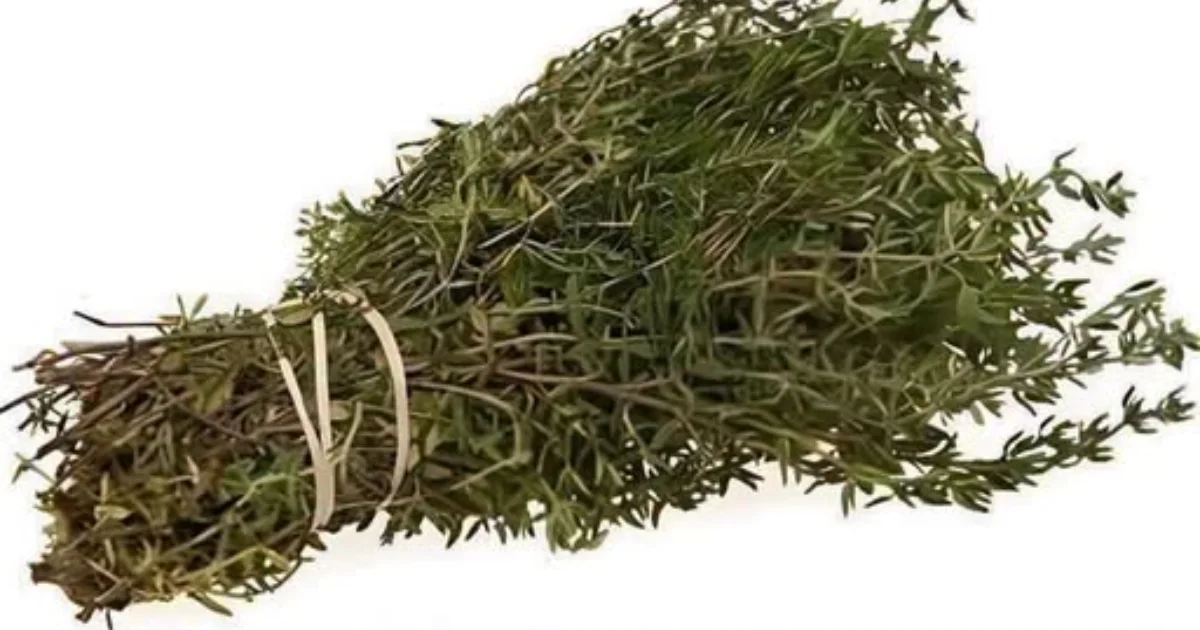 Conheça a planta aromática que ganhou fama por seus possíveis benefícios