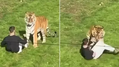 Homem morre após entrar em recinto de tigres em parque de vida selvagem