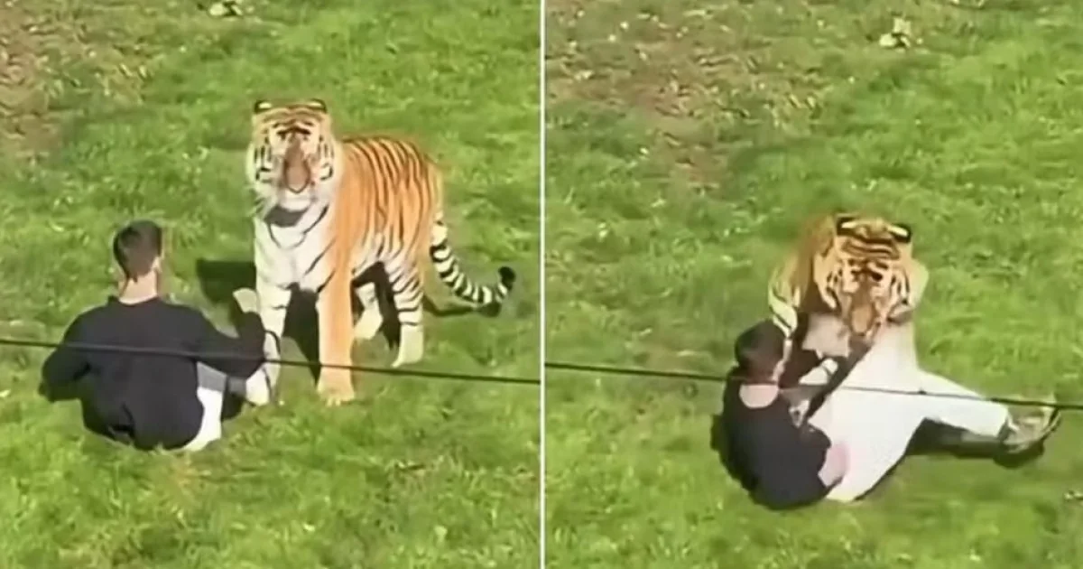 Homem morre após entrar em recinto de tigres em parque de vida selvagem