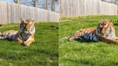 Homem perde a vida após entrar em área reservada a tigres