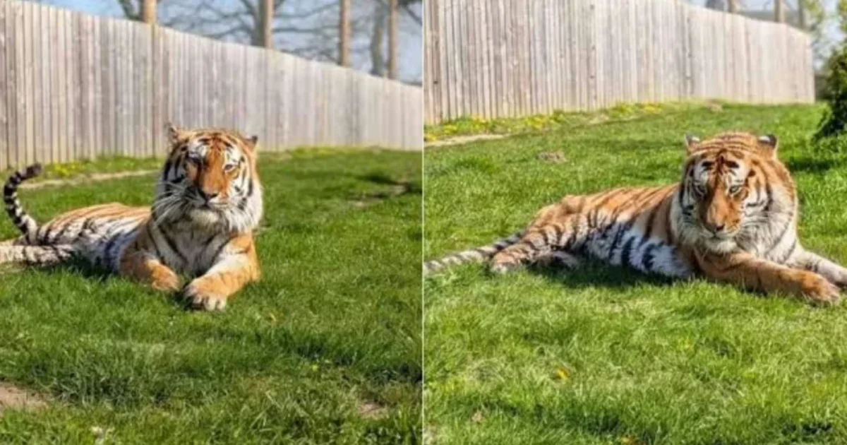Homem perde a vida após entrar em área reservada a tigres