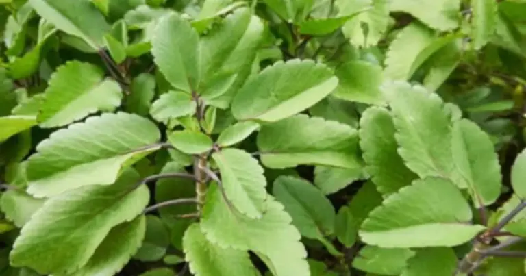 Kalanchoé, a famosafolha da vida: como cultivar e conhecer melhor essa planta