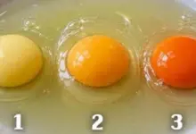 Qual desses três ovos veio de uma galinha saudável? A resposta pode surpreender você